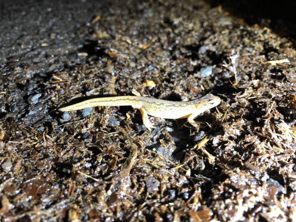 Starmer’s war on newts risks breaching Brexit deal, EU warns