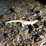 Starmer’s war on newts risks breaching Brexit deal, EU warns